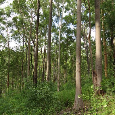 A forest of tall gum trees